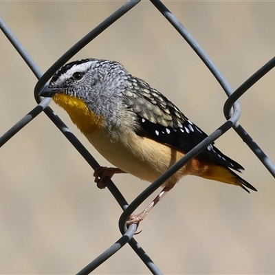Pardalotus punctatus (Spotted Pardalote) at West Wodonga, VIC - 11 Sep 2025 by KylieWaldon