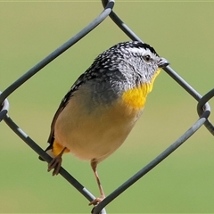 Pardalotus punctatus at West Wodonga, VIC - 11 Sep 2025 11:57 AM