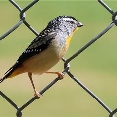 Pardalotus punctatus at West Wodonga, VIC - 11 Sep 2025 11:57 AM