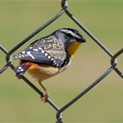 Pardalotus punctatus at West Wodonga, VIC - 11 Sep 2025 11:57 AM