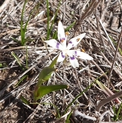 Wurmbea dioica subsp. dioica (Early Nancy) at Symonston, ACT - 7 Sep 2025 by DavidDedenczuk