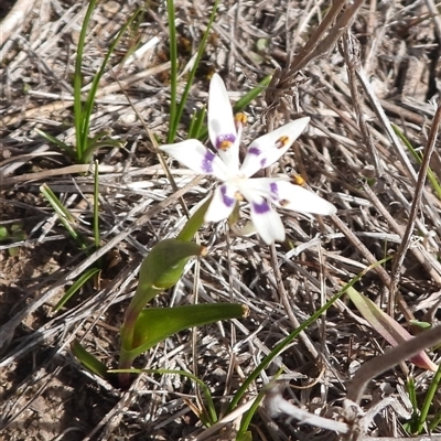 Wurmbea dioica subsp. dioica (Early Nancy) at Symonston, ACT - 7 Sep 2025 by DavidDedenczuk
