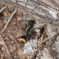 Camponotus aeneopilosus (A Golden-tailed sugar ant) at Symonston, ACT - 7 Sep 2025 by DavidDedenczuk