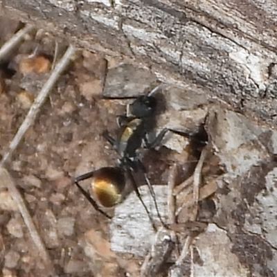Camponotus aeneopilosus (A Golden-tailed sugar ant) at Symonston, ACT - 7 Sep 2025 by DavidDedenczuk