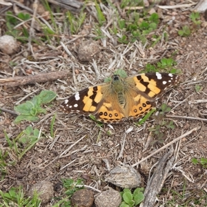 Vanessa kershawi (Australian Painted Lady) at Symonston, ACT - 7 Sep 2025 by DavidDedenczuk