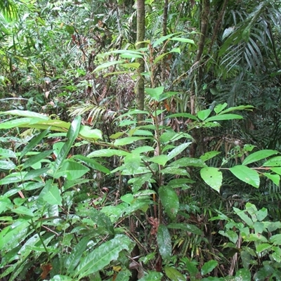 Alphitonia whitei (northern red ash) at Syndicate, QLD - 13 Apr 2015 by JasonPStewart