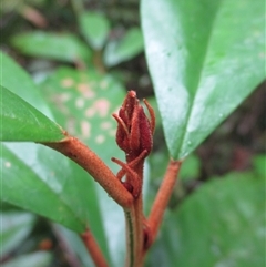Alphitonia whitei at Syndicate, QLD - 13 Apr 2015 10:29 AM