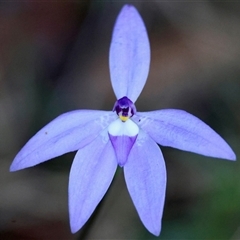 Glossodia major (Wax Lip Orchid) at Moruya, NSW - 12 Sep 2025 by LisaH
