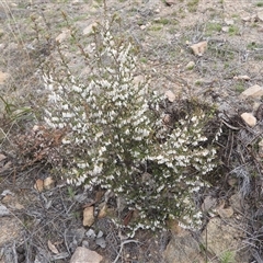 Styphelia fletcheri subsp. brevisepala (Twin Flower Beard-Heath) at Isaacs, ACT - 7 Sep 2025 by DavidDedenczuk