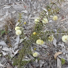 Acacia ulicifolia (Prickly Moses) at Fadden, ACT - 7 Sep 2025 by DavidDedenczuk