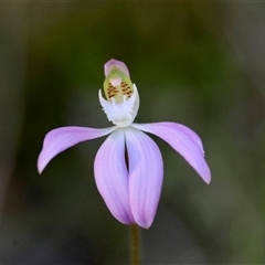 Caladenia catenata (White Fingers) at Moruya, NSW - 12 Sep 2025 by LisaH