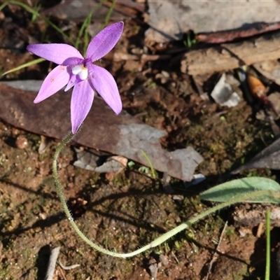 Glossodia major (Wax Lip Orchid) at Albury, NSW - 12 Sep 2025 by KylieWaldon
