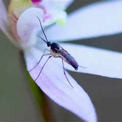 Mycetophilidae sp. (family) by LisaH