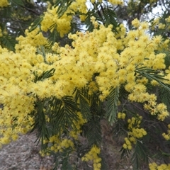 Acacia dealbata (Silver Wattle) at Fadden, ACT - 7 Sep 2025 by DavidDedenczuk