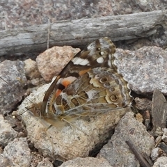 Vanessa kershawi (Australian Painted Lady) at Fadden, ACT - 7 Sep 2025 by DavidDedenczuk