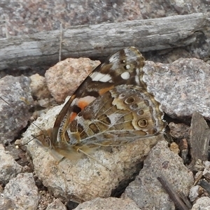 Vanessa kershawi (Australian Painted Lady) at Fadden, ACT - 7 Sep 2025 by DavidDedenczuk