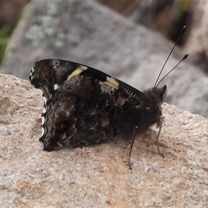 Vanessa itea (Yellow Admiral) at Fadden, ACT - 7 Sep 2025 by DavidDedenczuk