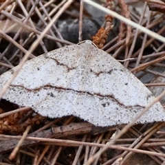 Taxeotis perlinearia (Spring Taxeotis) by LisaH