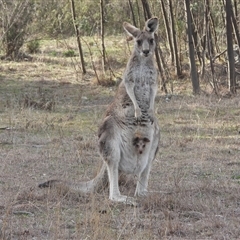 Macropus giganteus (Eastern Grey Kangaroo) at Fadden, ACT - 7 Sep 2025 by DavidDedenczuk