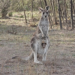 Macropus giganteus (Eastern Grey Kangaroo) at Fadden, ACT - 7 Sep 2025 by DavidDedenczuk