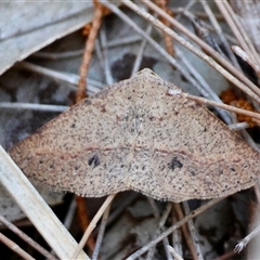 Taxeotis perlinearia (Spring Taxeotis) at Moruya, NSW - 12 Sep 2025 by LisaH