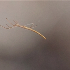 Ariamnes colubrinus (Whip spider) by LisaH
