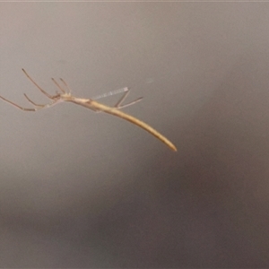 Ariamnes colubrinus (Whip spider) by LisaH