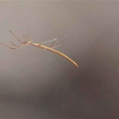 Ariamnes colubrinus (Whip spider) at  - suppressed by LisaH