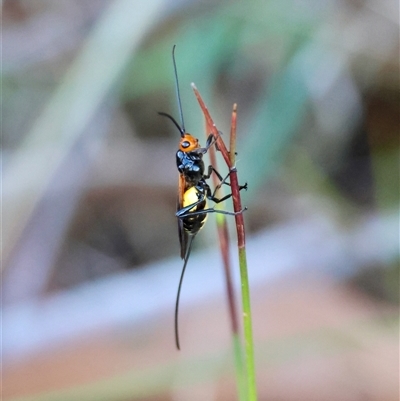 Braconidae (family) (Unidentified braconid wasp) at Moruya, NSW - 12 Sep 2025 by LisaH