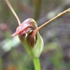 Pterostylis pedunculata at Turtons Creek, VIC - 6 Aug 2021 by StuartInchley