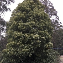 Acacia melanoxylon at Turtons Creek, VIC - 21 Sep 2019 by StuartInchley