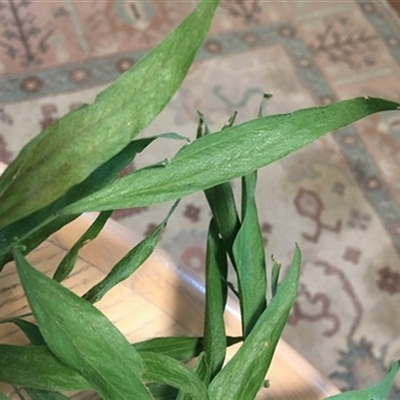 Acacia doratoxylon at Turtons Creek, VIC - 23 Apr 2021 by StuartInchley