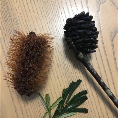 Banksia marginata at Turtons Creek, VIC - 21 Oct 2019 by StuartInchley
