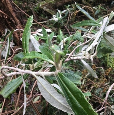 Bedfordia arborescens at Turtons Creek, VIC - 10 Sep 2019 by StuartInchley