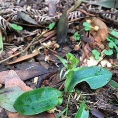Chiloglottis cornuta at Turtons Creek, VIC - 10 Oct 2019 by StuartInchley