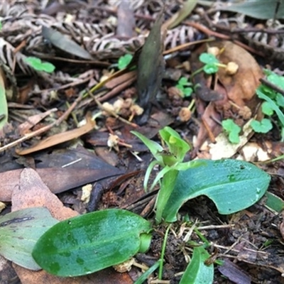 Chiloglottis cornuta at Turtons Creek, VIC - 10 Oct 2019 by StuartInchley