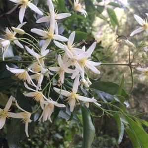 Clematis aristata at Turtons Creek, VIC - 13 Nov 2018 by StuartInchley