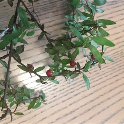 Coprosma quadrifida at Turtons Creek, VIC - 18 Jan 2020 by StuartInchley