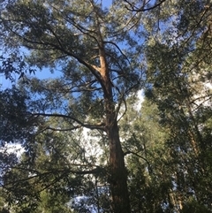 Eucalyptus bridgesiana at Turtons Creek, VIC - 5 Sep 2019 by StuartInchley
