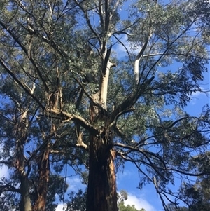Eucalyptus regnans at Turtons Creek, VIC - 5 Sep 2019 by StuartInchley
