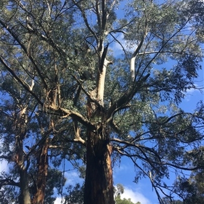 Eucalyptus regnans at Turtons Creek, VIC - 5 Sep 2019 by StuartInchley