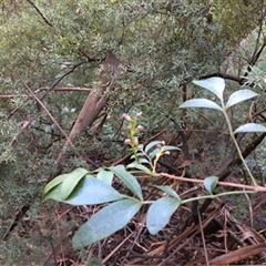 Polyscias sambucifolia at Turtons Creek, VIC - 9 Sep 2019 by StuartInchley