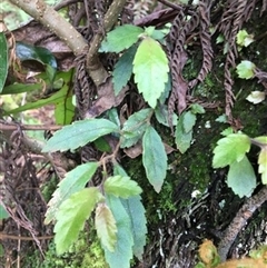 Fieldia australis at Turtons Creek, VIC - 10 Sep 2019 by StuartInchley