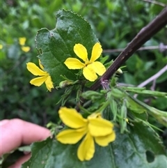 Goodenia ovata at Turtons Creek, VIC - 21 Sep 2019 by StuartInchley