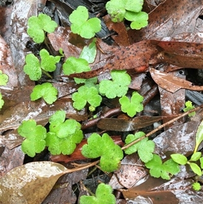Hydrocotyle hirta at Turtons Creek, VIC - 5 Jan 2021 by StuartInchley