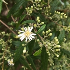 Olearia lirata at Turtons Creek, VIC - 21 Sep 2019 by StuartInchley