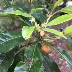 Pittosporum undulatum at Turtons Creek, VIC - 21 Sep 2019 by StuartInchley