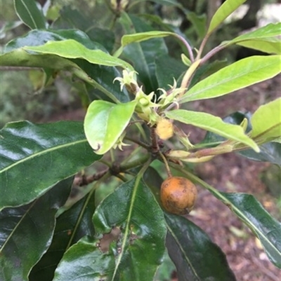 Pittosporum undulatum at Turtons Creek, VIC - 21 Sep 2019 by StuartInchley