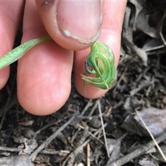 Pterostylis nutans at Turtons Creek, VIC - 27 Sep 2019 by StuartInchley