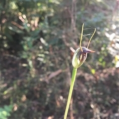 Pterostylis pedunculata at Turtons Creek, VIC - 26 Sep 2019 by StuartInchley